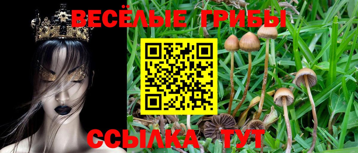 Псилоцибиновые грибы Psilocybine cubensis Нарткала